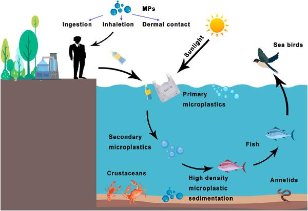 Microplastics in Stem Cells and Hidden Sources: Risks and How to Reduce Exposure
